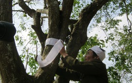 Thắt khăn tang cho cây khế trăm tuổi tại vườn Đại tướng