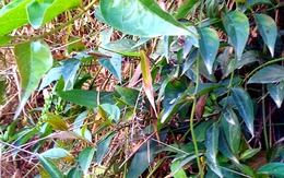 Bị gia đình ngăn cấm tình yêu, tự tử bằng lá ngón