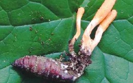 Đông trùng hạ thảo: Làm đẹp hay cải thiện sinh lý đều "đệ nhất"