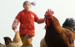 Cúm gia cầm A/H7N9 chưa xuất hiện ở Việt Nam