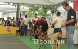 Hà Nội: Khởi động cuộc thi 'hoa hậu'… chó
