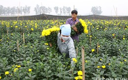 Muôn ngàn sắc màu trên đất hoa Mê Linh