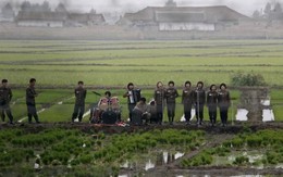 'Showbiz' Triều Tiên: Hát ở bờ ruộng, ngợi ca lãnh đạo hoặc chết!