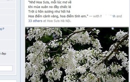 Mùa Hoa sưa, mùa kỉ niệm