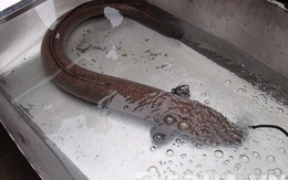 "Lươn" khổng lồ dài 1,5m được bán với giá 15 triệu đồng