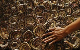 Bên trong lò mổ - lột da rắn ở Indonesia
