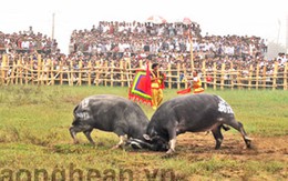 Nghề “săn trâu chọi” ở Nghi Thái, Nghệ An