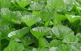 10 loại thực phẩm nếu ăn nhiều sẽ có hại cho sức khỏe