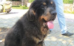 Thú chơi siêu khuyển của đại gia