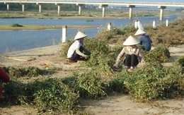 Doanh nghiệp Trung Quốc mua gì, dân tận diệt thứ đó