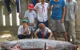 Bắt được "cá lạ" nặng hơn 200kg ở Phú Yên