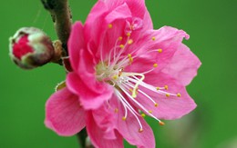 Hoa đào: Thuốc quý cho nhan sắc và sức khỏe