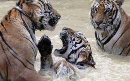 Đại gia BĐS mở tiệc thịt hổ tất niên