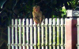 Thị trấn Lộc Thắng (Bảo Lâm) xuất hiện 1 con khỉ