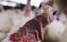 Mỹ: Trong thịt có quá nhiều thuốc kháng sinh