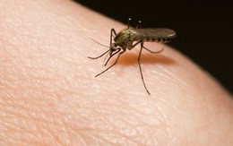 Gợi ý 9 cách trị muỗi cắn tự nhiên