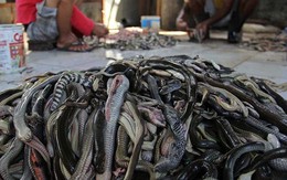 Xâm nhập lò lột da rắn làm "hàng hiệu" tại Indonesia