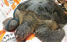 Rùa “khủng” quý hiếm nặng 80kg được thả về biển