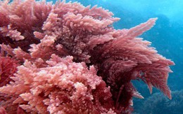 Tảo đỏ: Cải thiện khả năng chăn gối với loài rau quý từ đại dương