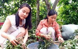 Còng lưng "săn" học bổng, nữ sinh tự kiếm tiền chữa ung thư