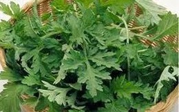 Trà ngải cứu: Loại trà mới rất tốt cho sức khỏe