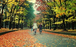 Mùa thu Nhật Bản đẹp như tranh dưới ống kính du học sinh Việt