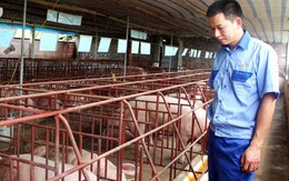 Cử nhân Kinh tế bỏ lương 400 triệu/năm về quê… nuôi lợn