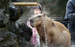 24h qua ảnh: Chuột lang tắm suối nước nóng ở Nhật