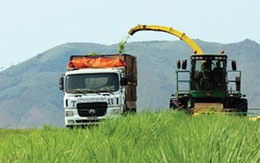 Đại gia Việt hứng thú trồng cỏ nuôi bò