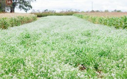 Chùm ảnh: Ngắm mùa hoa ban, hoa cải trắng đẹp mê mẩn ở Đà Lạt