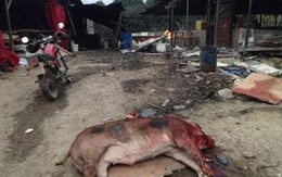 Giận mẹ chồng tương lai, con dâu chém chết hơn 70 con lợn