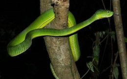 Quảng Ngãi: Xuất hiện rắn lục đuôi đỏ trong khu vực dân cư