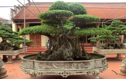 Đại gia Thanh Hóa chi 4 tỷ mua cây sanh 100 năm tuổi