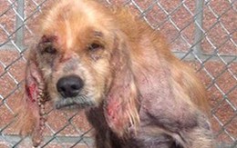 Cay mắt hình ảnh chú chó vô gia cư trước và sau khi được giải cứu