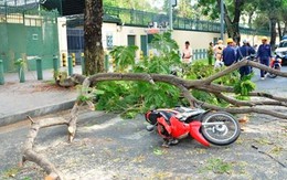 Tai nạn hi hữu: Trời lặng gió, cây gãy đè trúng 2 cô gái đi đường