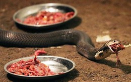 Rùng rợn cảnh "đột nhập" trang trại nuôi hơn 60 nghìn con rắn