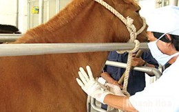 Những chú ngựa... hiến máu cứu người