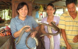 Đại gia... rắn ráo trâu