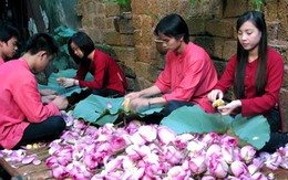 Trà sen cổ Hà Thành: 5 triệu/kg, có tiền không dễ mua