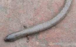 Kỳ quái những con rắn có chân ở Việt Nam