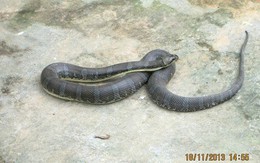 Quảng Nam: Bắt được rắn lạ có dấu mũi tên ở đầu