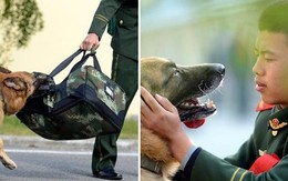Cảm động chú chó nghiệp vụ giằng hành lý, không muốn “thầy” của mình rời đi