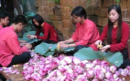 Siêu phẩm Hà thành: 1.000 bông sen ướp 1 kg trà