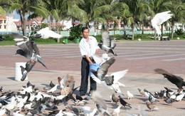 Người đàn ông cho hàng ngàn chim bồ câu ăn ở Công viên Biển Đông