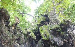 Chiêm ngưỡng cây thị nghìn tuổi ở Hà Nội