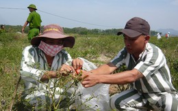 Phạm nhân và những cái Tết trong trại giam