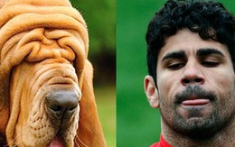 Khi Diego Costa giống... cún cưng