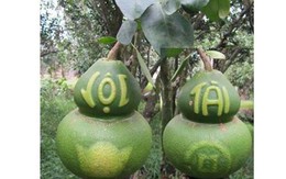 Những loại quả "độc" được đại gia Việt săn lùng