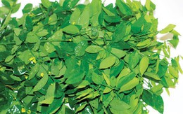 3 tác hại không ngờ của rau ngót cho sức khỏe của bạn