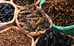 Đi chợ côn trùng xem quý ông Việt săn tìm "tiên dược phòng the"